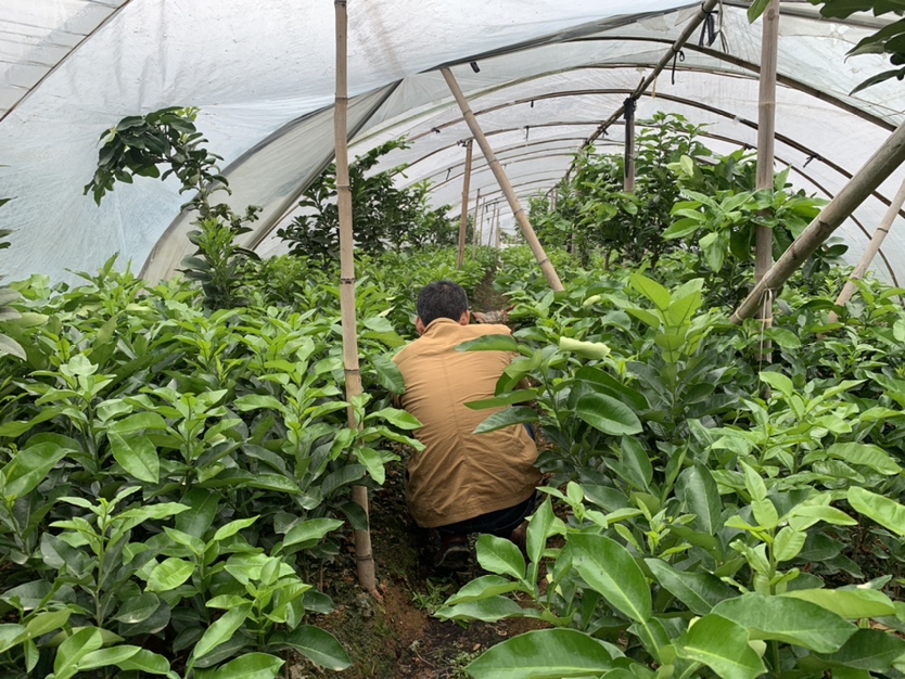 一株健康的红肉蜜柚嫁接苗,展示其健壮的主干、发达的根系和清晰的嫁接口;背景为标准化育苗大棚,土壤疏松透气,苗间距合理 红肉蜜柚优质嫁接苗特写