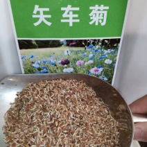 矢车菊种子花种子四季种易活花籽耐寒蓝芙蓉种子庭院室外花种