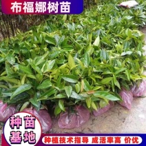 【爆款】正宗布福娜营养杯苗、黑老虎树苗包成活率包技术指导