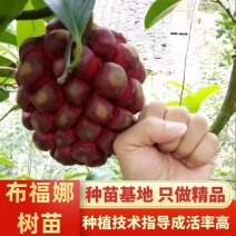 【包邮】少籽纯正品种布福娜树苗黑老虎基地直发量大从优技术