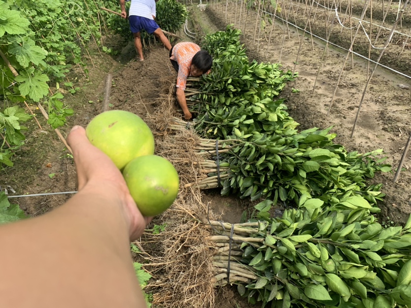 葡萄柚苗种植现场