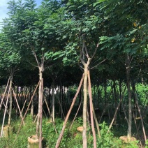 黄槐4公分至8公分大量经营欢迎订购联系我