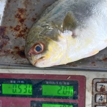 新鲜特大号金鲳鱼一箱肉鲳鱼平鱼白鲳鱼海鲜