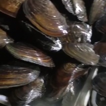 河蚌