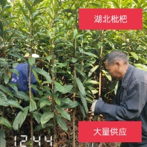 3-10公分的枇杷树大量供应，杆直支持线上保障交易