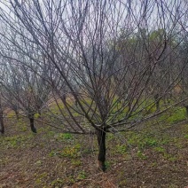 榆叶梅
