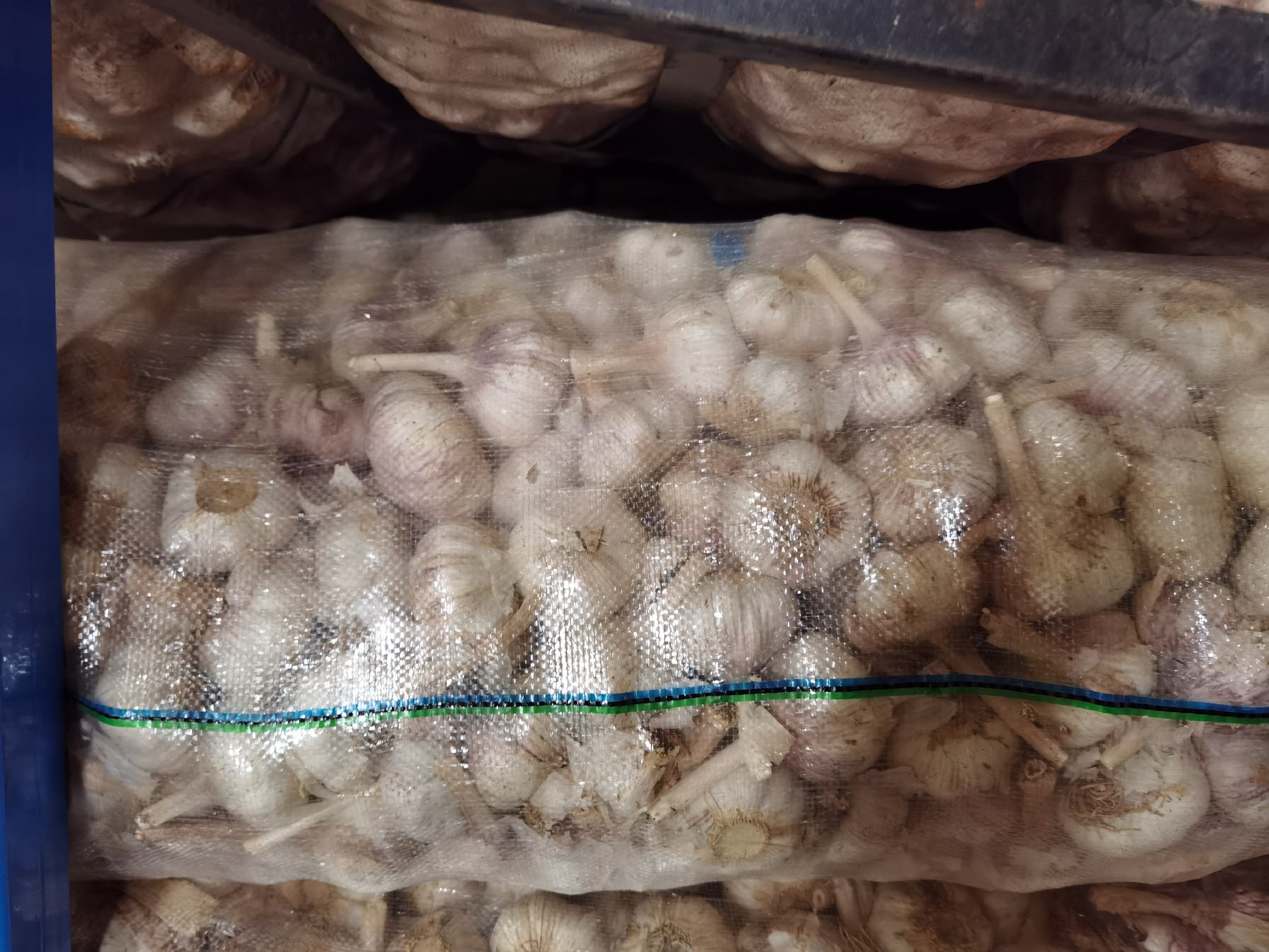 信息图表式插画:中心为完整大蒜植株剖面图,左侧突出放大蒜米(乳白色蒜瓣切末状,表面微泛油光),右侧对应展示蒜秸(青绿假茎与灰绿叶片交叠,标注‘粗纤维32.7%、槲皮素1.8mg/g、抑菌圈直径14.3mm’);上下箭头连接‘土壤改良’‘饲料添加’‘天然防腐’三大应用方向,底部标注‘同源活性成分:S-烷基半胱氨酸亚砜衍生物’ 蒜秸与蒜米共生关系示意图