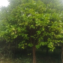 大规格柚子树