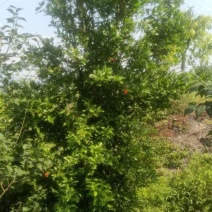 丛生花石榴