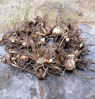 出售紫花三叉白芨药龄6年