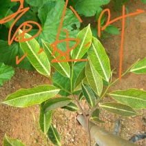 正宗广东茂名电白沉香村苗漂亮旺有需要的老板联系我吧价钱便