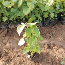 大花秋葵，绿化工程专用苗，基地直发，随时欢迎考察