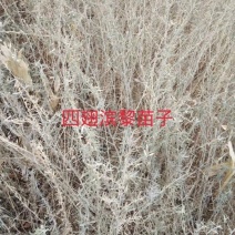 四翅滨藜种子