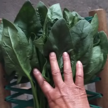 菠菜颜色墨绿高杆大叶菠菜