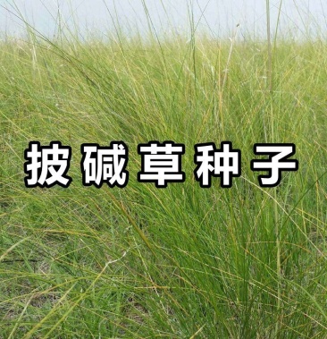 披鹼草種子抗風沙耐寒耐旱耐鹽鹼護坡固土綠化多年生四季牧草