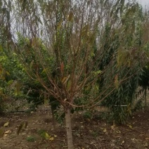 精品嫁接碧桃。红花碧桃，紫叶碧桃。6公分碧桃直销