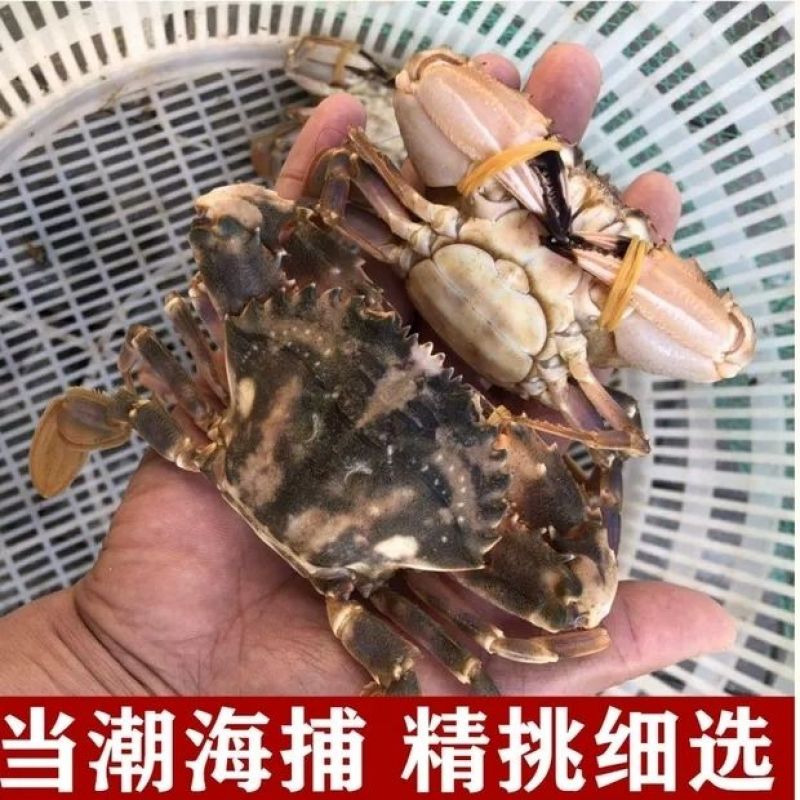 新鲜石头蟹鲜活赤甲红蟹石蟹梭子蟹水产红膏蟹青蟹花盖蟹