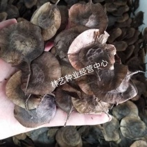 新采紫檀种子大叶紫檀种子小叶紫檀种子印度紫檀种子