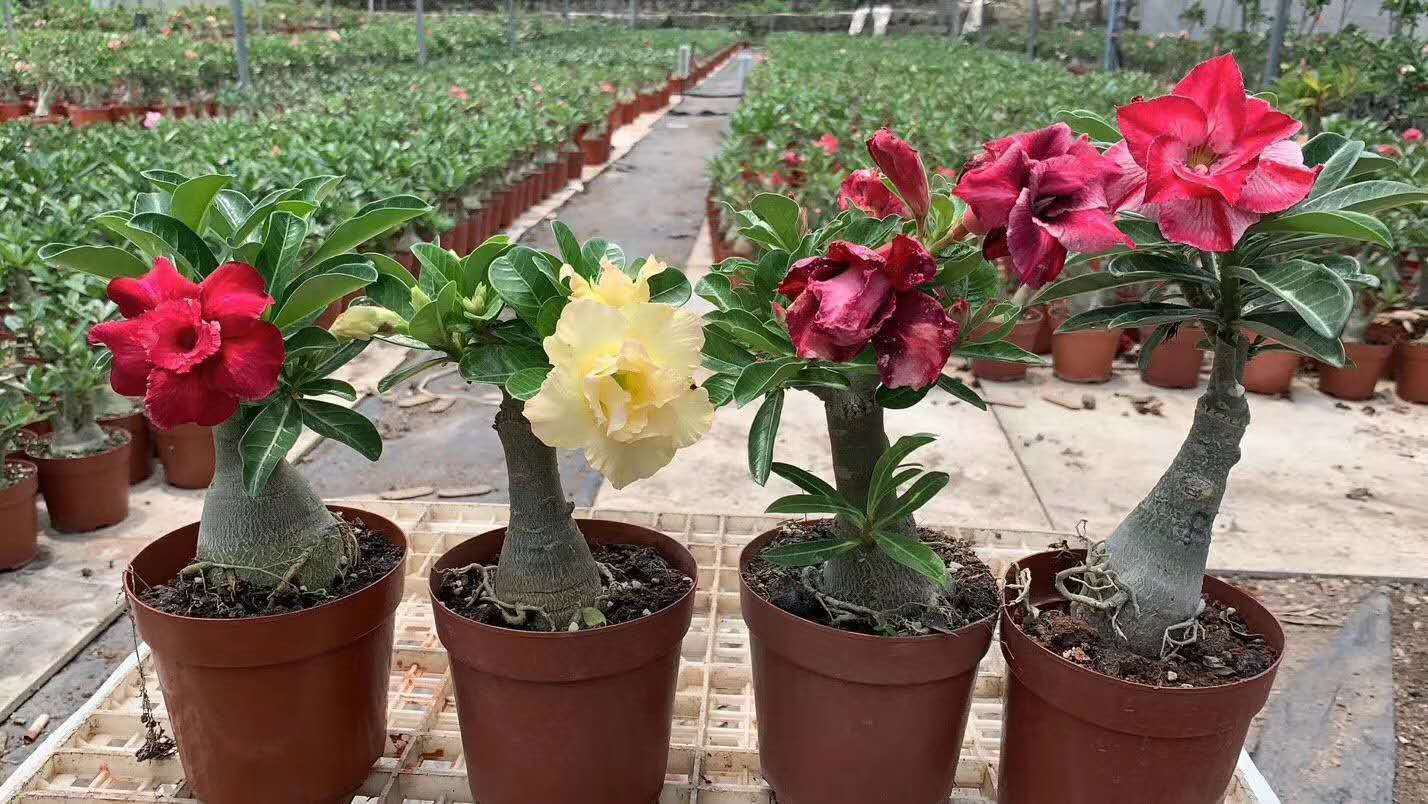 四季玫瑰与绿植搭配的阳台花园