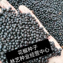 新采花椒种子九叶青花椒树大红袍四川花椒种子无刺花椒籽种