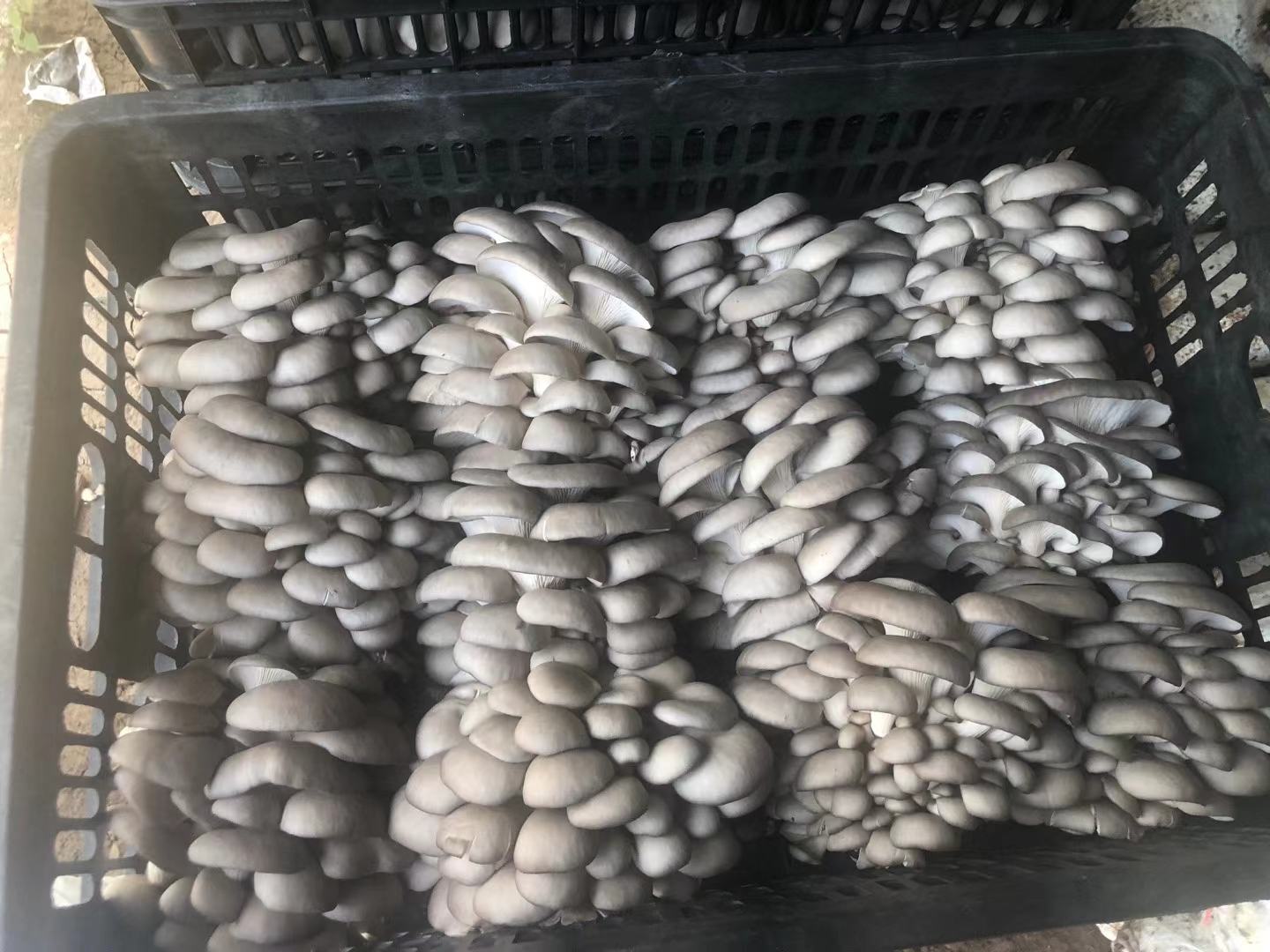 灰美2号平菇被整齐地摆放在超市冷藏货架上,使用透明环保托盘加覆膜包装,标签注明‘精品鲜平菇·灰美2号’,旁边有价格牌和二维码溯源信息,背景为现代生鲜区环境 灰美2号平菇在超市货架上的陈列展示