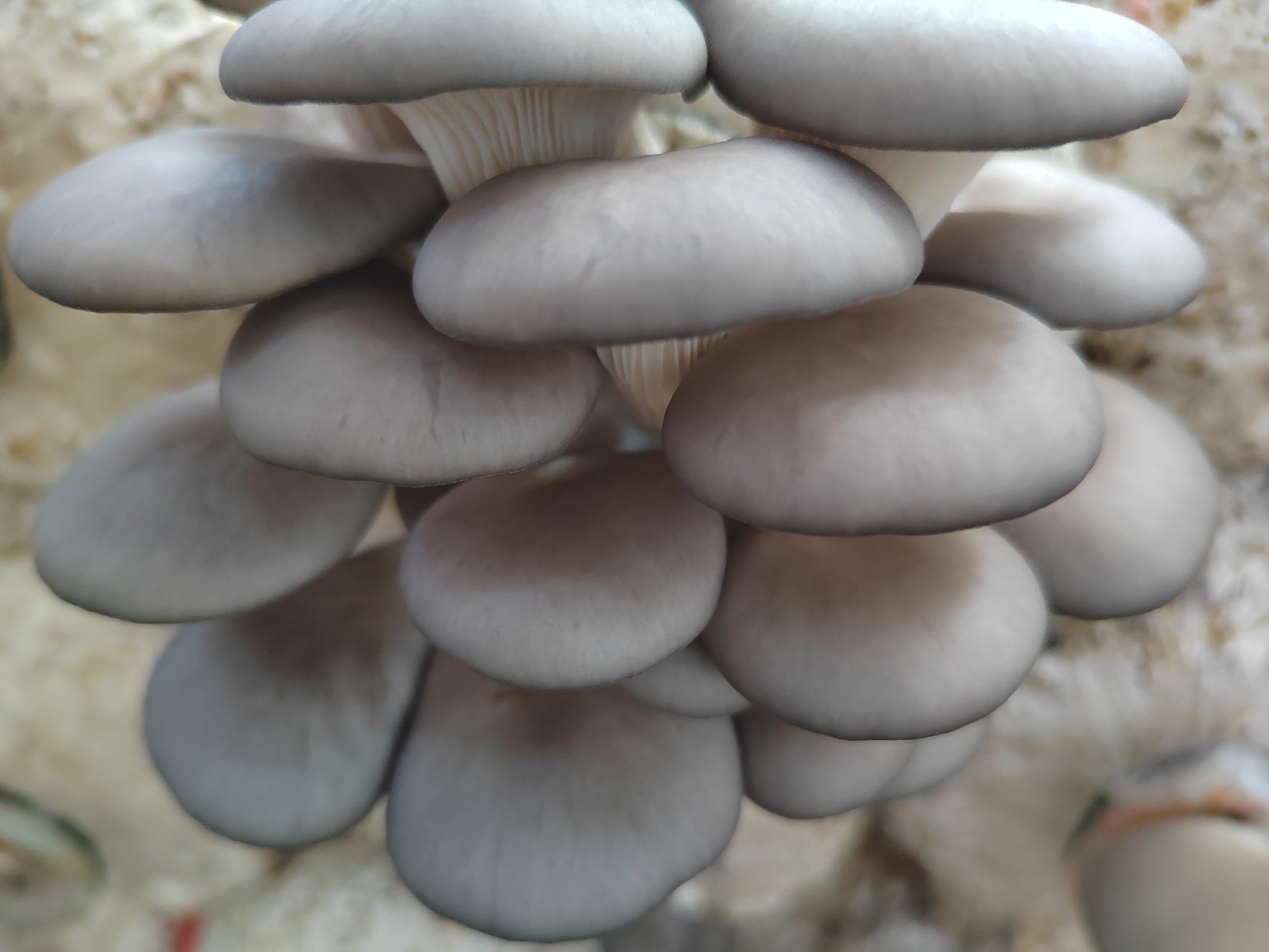 鲜平菇与小蘑菇对比图