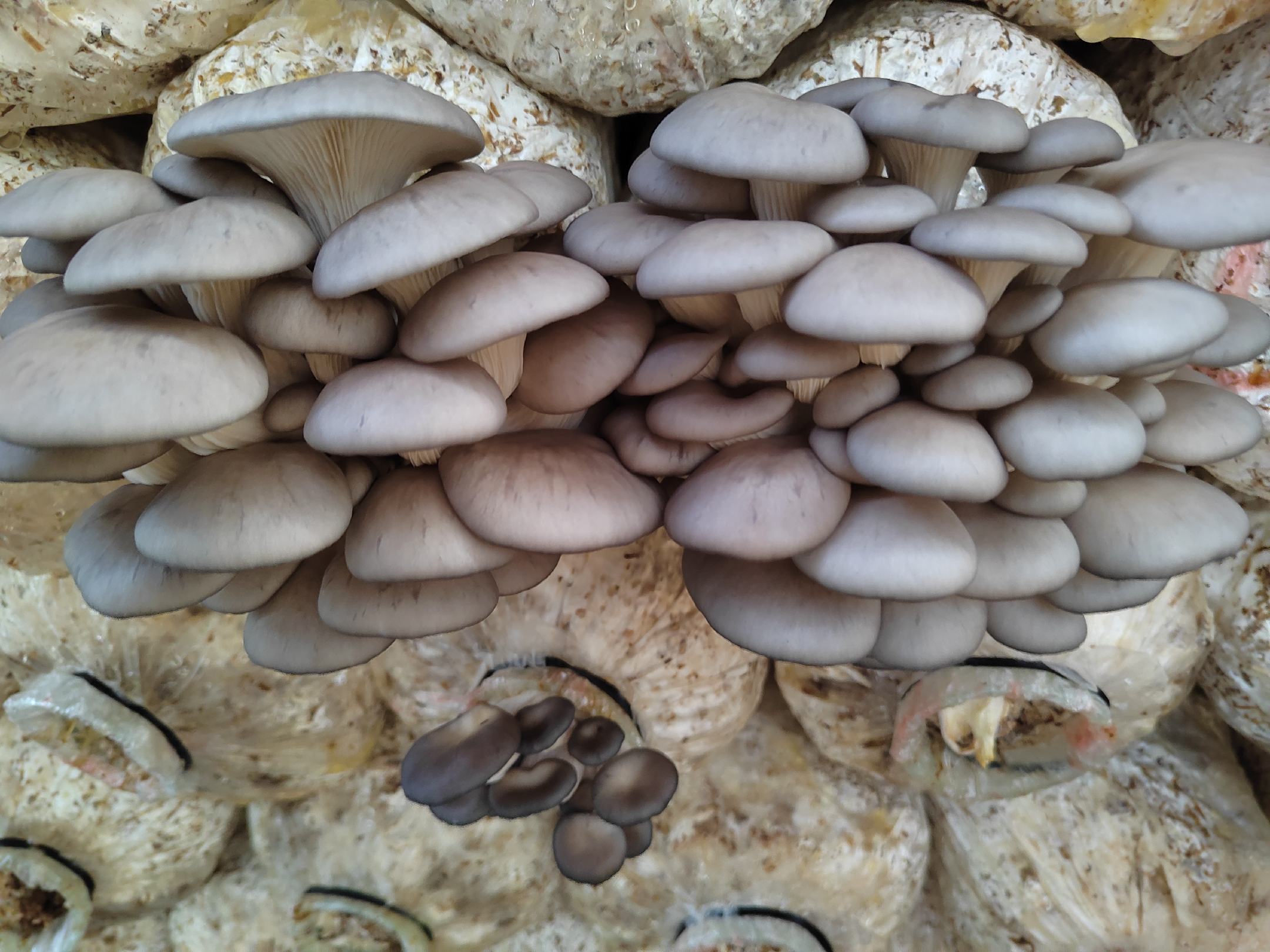 鲜平菇生长在培养料上的特写