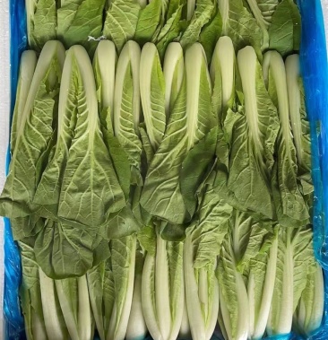 小白菜,快菜,欢迎老板前来咨询合作共赢以质量求生存