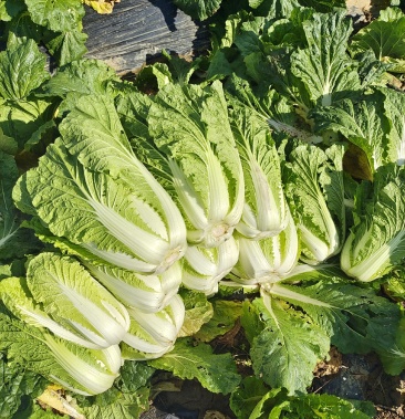 白菜供应贵州高山白菜产地直供欢迎采购11111