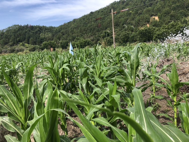 一片绿意盎然的水果玉米田,植株整齐排列,玉米秆挺拔,部分玉米已抽穗,农民正在田间查看成熟度,阳光明媚,背景为乡村田野环境 水果玉米田地生长实景