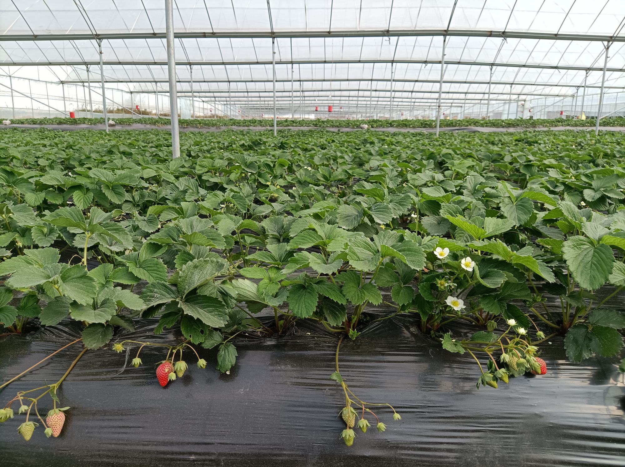 奶油草莓与红颜草莓对比图