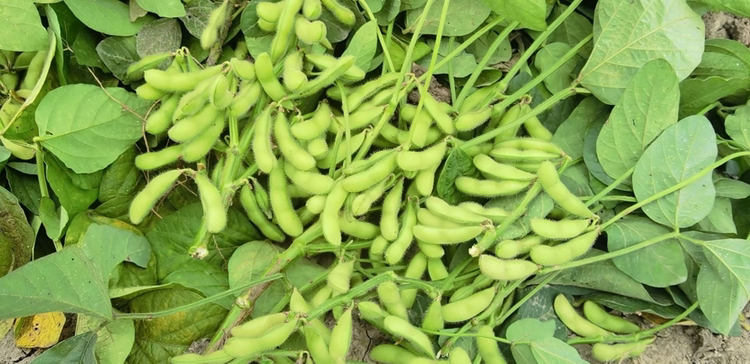 红花芸豆成熟豆荚图