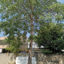 木棉树
