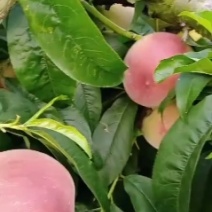 谁要五公分的桃树