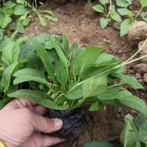 紫花地丁，苗圃直供，质优价廉大量有货，低价处理