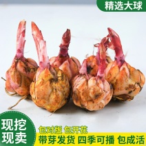 进口香水百合种球带芽重瓣大球花卉种子百合花苗四季易活绿植