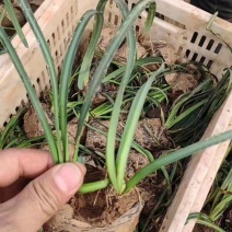 红花石蒜，彼岸花，一手货源，基地直发，大量有货
