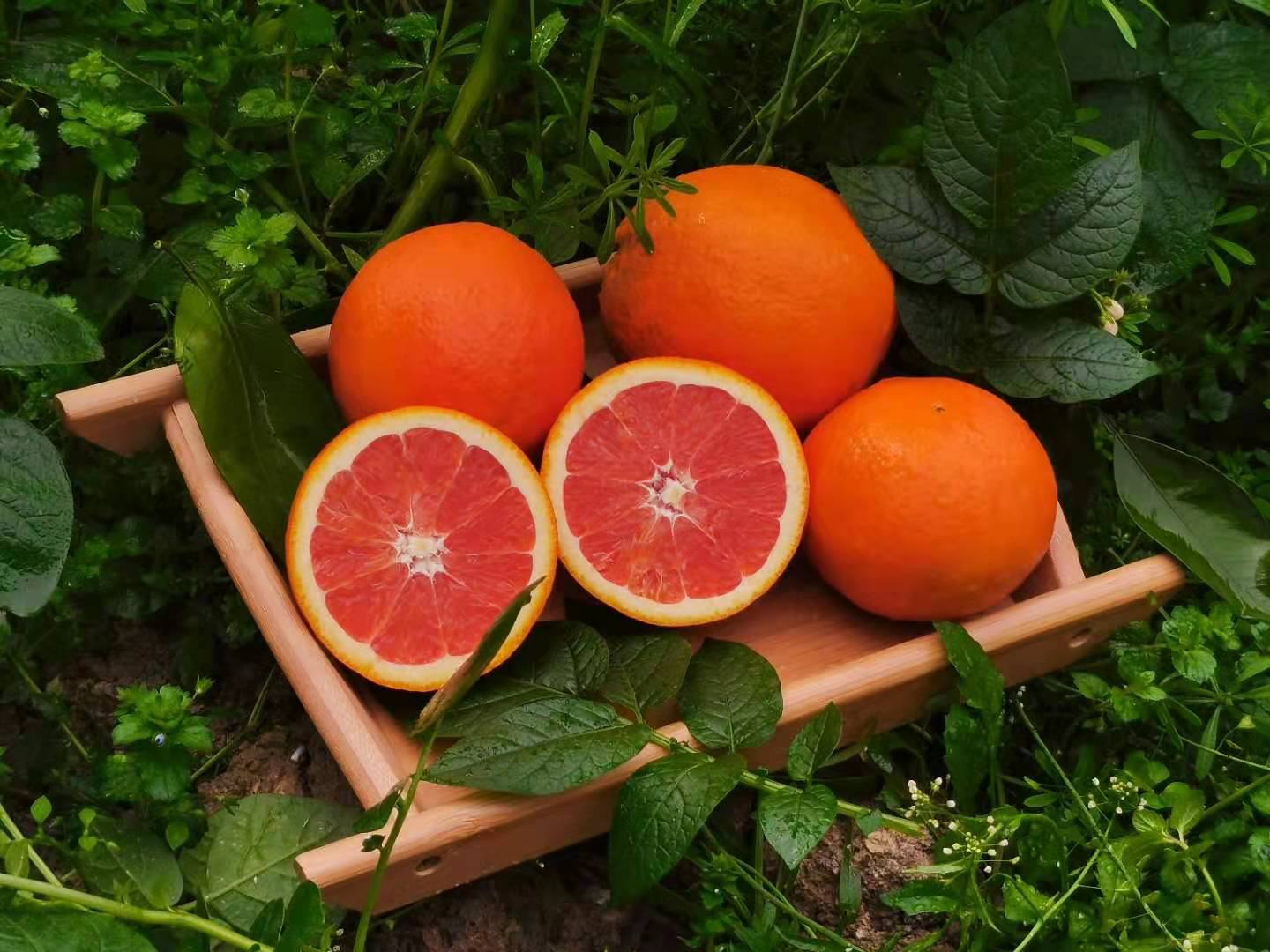 红心脐橙切面特写