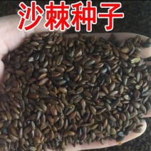 水果药材种子沙棘种子带刺植物沙枣醋柳黄酸刺酸刺