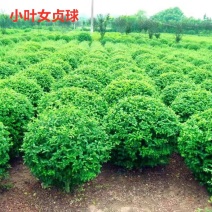 绿化女贞小叶女贞种子造型盆景树种风景女贞树种子