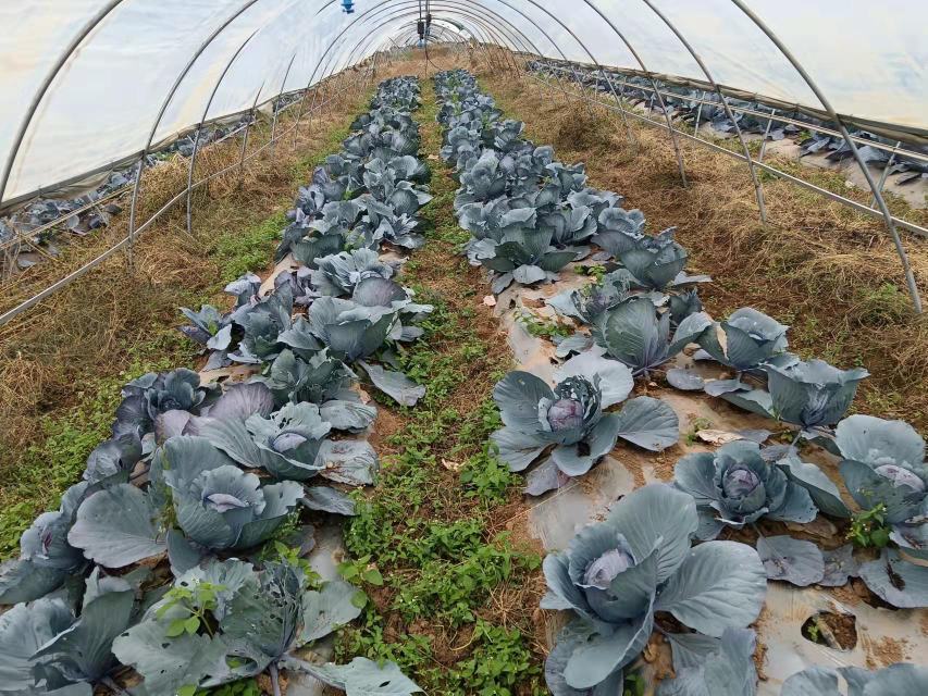 紫甘蓝种植基地