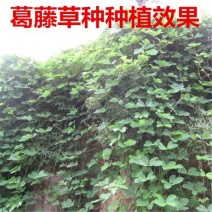 葛藤种子护坡种籽背藤野葛根边坡绿化藤本植物沙土巩固爬藤拉
