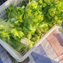 儿菜产地直发现采现装