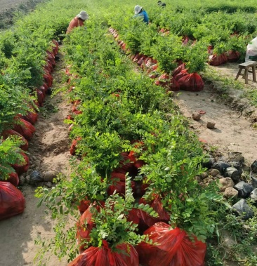 [紫穗槐苗批发]大田紫穗槐苗及紫穗槐杯苗一手货源产地直发货源充足