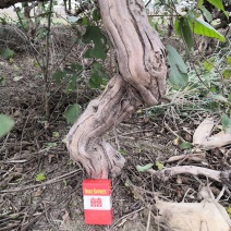 四季树形金银花老桩，金银花盆景树，金银花大树