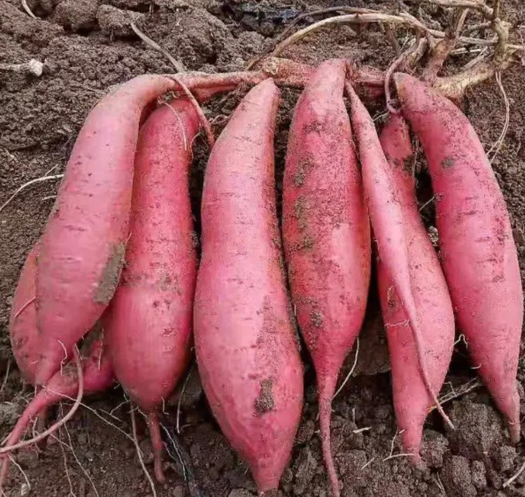 超市生鲜区紫薯陈列实景:紫红色表皮完整无损伤,大小均匀,置于白色塑料筐中,价签清晰,体现‘即买即得’的便捷采购场景 紫薯在超市生鲜区特写:透明塑料筐中整齐摆放着8–10个表皮紫红带浅褐色斑纹的紫薯,背景可见清晰价签“¥8.8/500g”及绿色货架标签,光线明亮,突出紫薯天然光泽与饱满形态