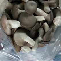 秀珍菇出售，量大从优，产地直发，各种包装，精品，通货都可