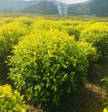 [榕树批发]黄金榕球价格100.00元/棵 - 一亩田