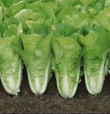 [奶白菜批发]黄白价格0.07元/斤 - 一亩田