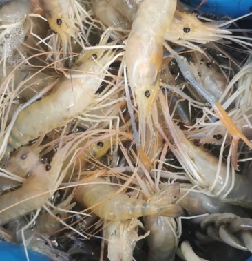 [罗氏沼虾批发]海南罗氏沼虾价格35.00元/斤 - 一亩田